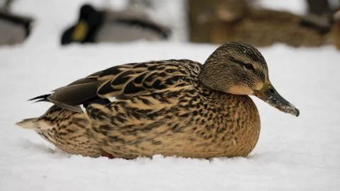 Wild ducks on snow Foto stock