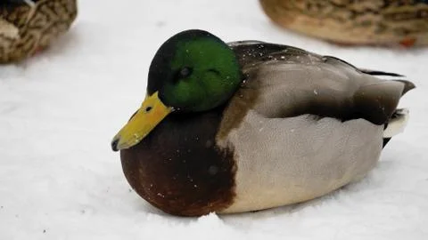 Wild ducks on snow Stock Photos