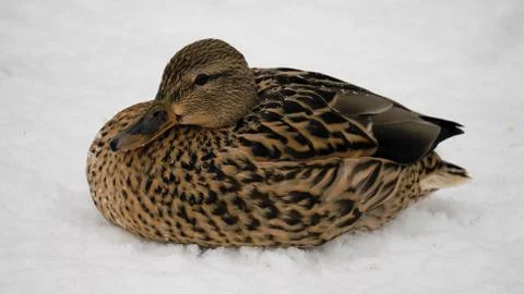 Wild ducks on snow Stock Photos