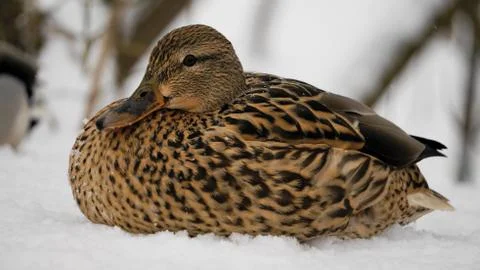 Wild ducks on snow Stock Photos
