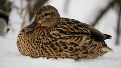 Wild ducks on snow Stock Photos
