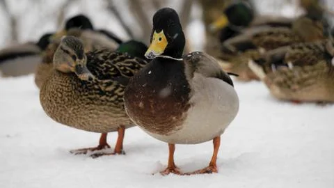 Wild ducks on snow Stock Photos