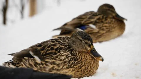Wild ducks on snow Stock Photos