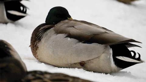 Wild ducks on snow Stock Photos