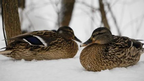 Wild ducks on snow Stock Photos