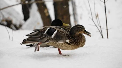 Wild ducks on snow Foto stock