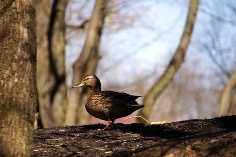 Wild ducks on snow Stock Photos