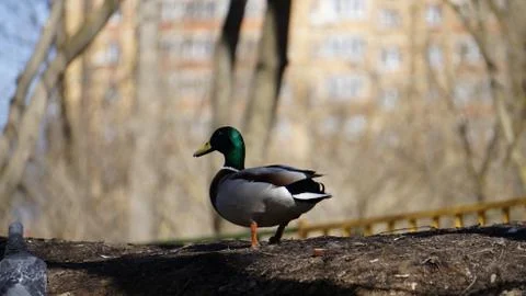 Wild ducks on snow Stock Photos