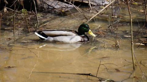 Wild ducks on snow Stock Photos