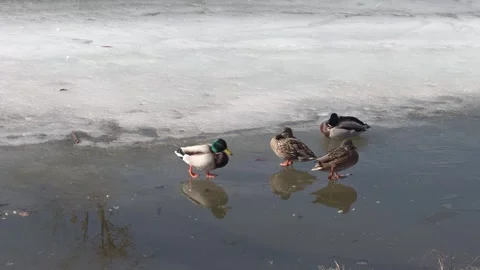 Wild ducks stand on thin ice of a frozen lake, reflected in the water Stock Footage 330297552