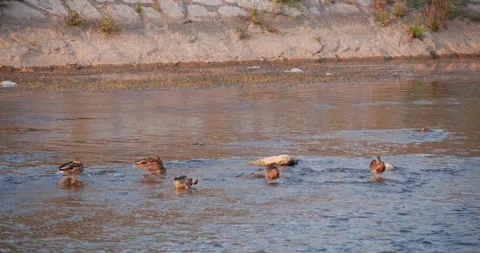 Wild ducks standing in a city river Stock Footage 163662665