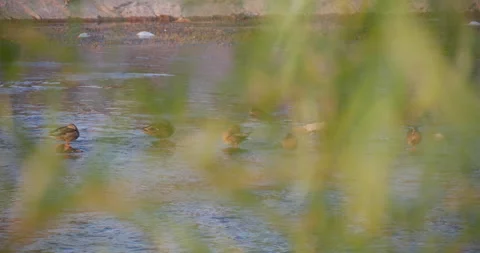 Wild ducks standing in a river, view through leaves Stock Footage 163663350