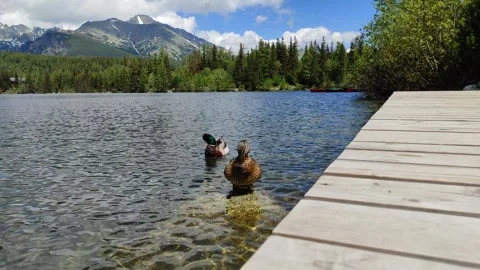 Wild ducks in Strbske pleso 스톡 동영상 255963945