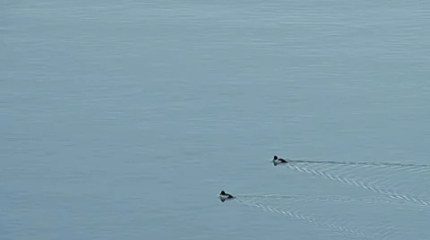 Wild Ducks On Surface of Bay Waters Swimming Stock Footage 10765475