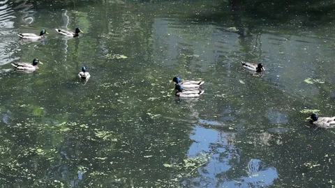 Wild Ducks In A Swamp Stock Footage 91699899