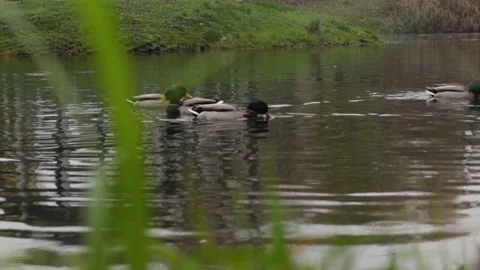 Wild-ducks swim along the river. Spring day. Stock Footage 148097423