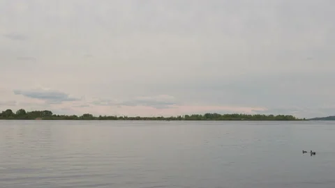 Wild ducks swim on a broad river on a cloudy spring day Stock Footage 130496325