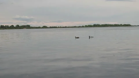 Wild ducks swim on a broad river on a cloudy spring day Vidéo 130500388