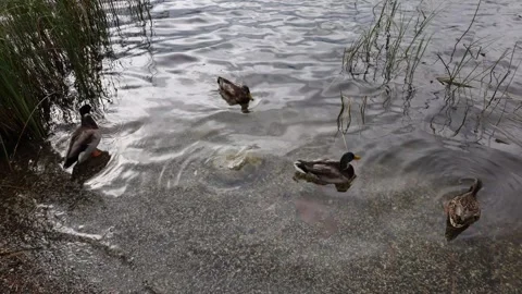 Wild ducks swim 스톡 동영상 287727539