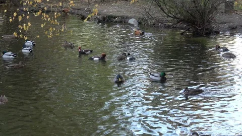 Wild ducks swim on a pond. Stock Footage 98029068