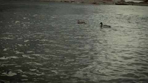  wild ducks swim in the pond Stock Footage 105176863