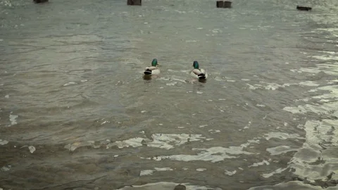  wild ducks swim in the pond Stock Footage 105176884