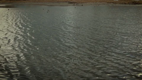  wild ducks swim in the pond Stock Footage 105176946
