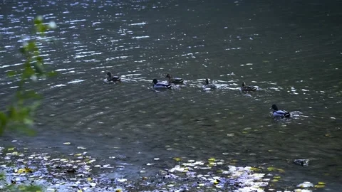 Wild ducks swim on the river Stock Footage 131210370