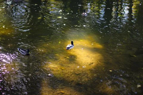 Wild ducks swim in the river Stock Photos