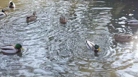 Wild ducks swim on the surface of the pond in the rays of the sun. Stock Footage 302283617
