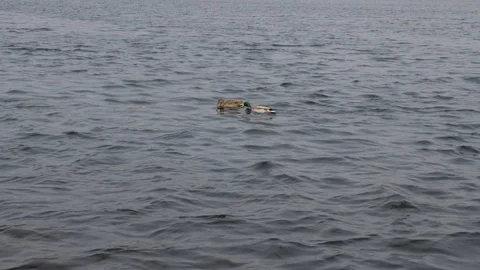 Wild ducks swim on the waves of the river Stock Footage 105127420