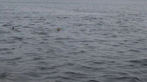 Wild ducks swim on the waves of the river Stock Footage 105127422