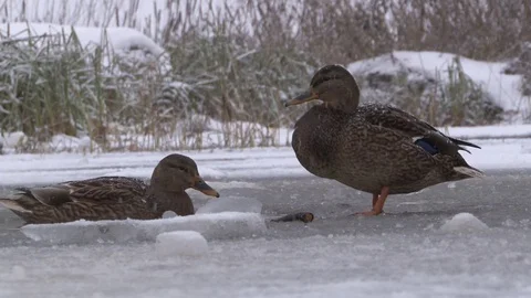 Wild ducks swiming and drinking water from the ice hole Stock Footage 70066527