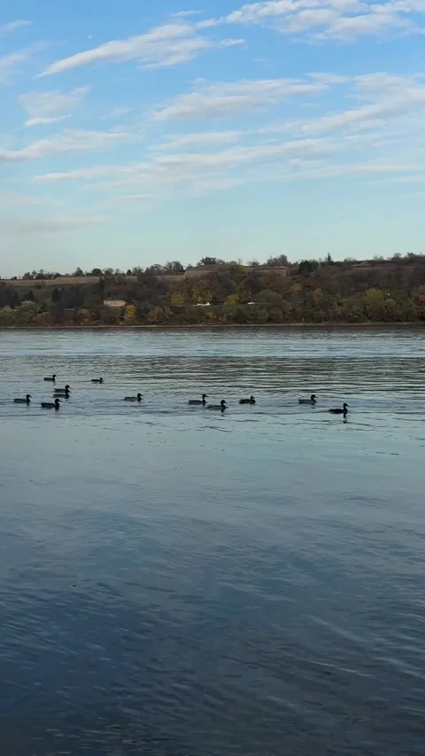 Wild ducks swimming on the Danube River Stock Footage 346288664