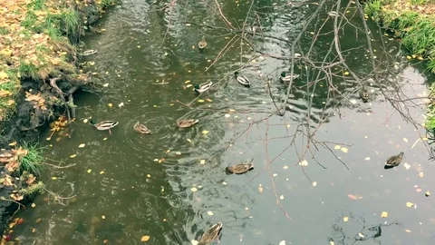 Wild ducks swimming Stock Footage 81187323
