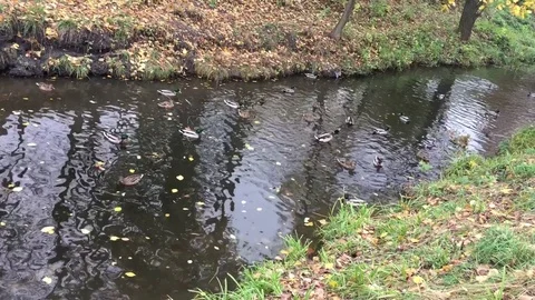 Wild ducks swimming Stock Footage 81913347