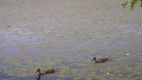 Wild ducks swimming in lake Stock Footage 144498705