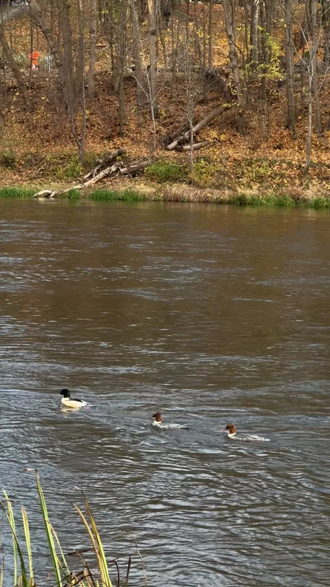 Wild ducks swimming in Neris river in Vilnius in November. Vertical video Stock Footage 257351165