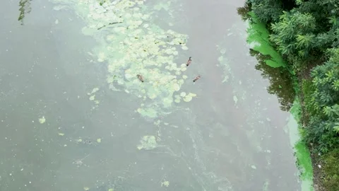 Wild ducks swimming in river with green algae blooming Stock Footage 343679795