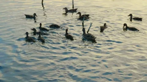 Wild Ducks Swimming on Ros River, Ukraine at Sunset Stock Footage 326314297
