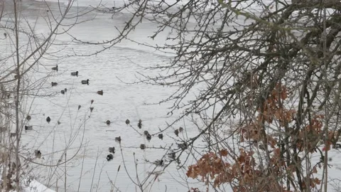 Wild ducks swimming in winter in a river Stock Footage 148646409