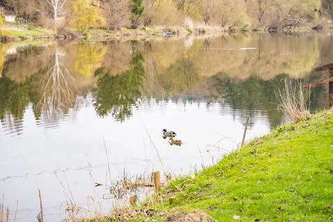 Wild Ducks swims on the Berunka River in the Czech Republic. Wild Fauna Stock Photos