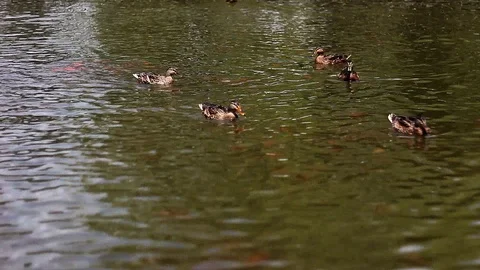 Wild ducks swims on the lake Stock Footage 113512337