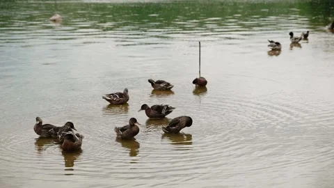 Wild ducks take a bath Stock Footage 131334905