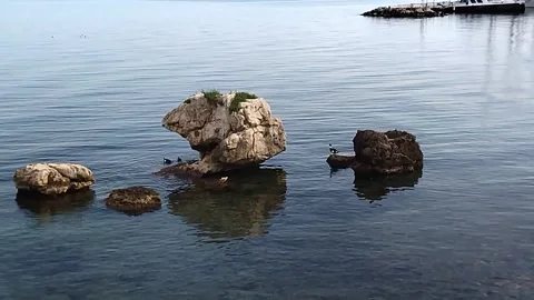 Wild ducks take off from big rocks into the sea Stock-Footage 303750360