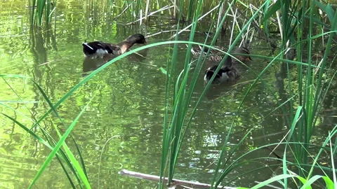 Wild ducks in the thicket of the pond Stock Footage 132743532