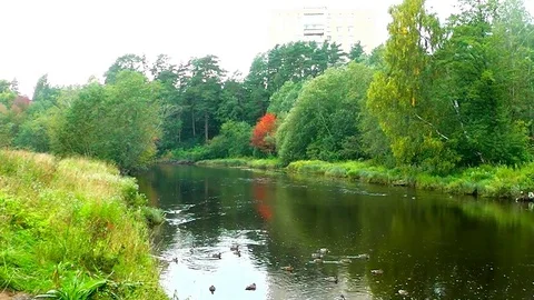 Wild ducks on town river. Video stock 79957560