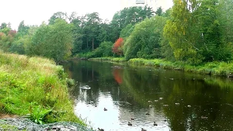 Wild ducks on town river. 스톡 동영상 79957577