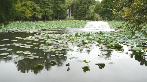 Wild ducks walk on the lake, artesian well and water lily leaves Stock Footage 141638066