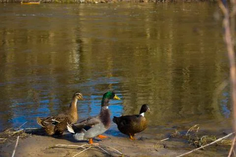Wild ducks walk near the river Stock Photos